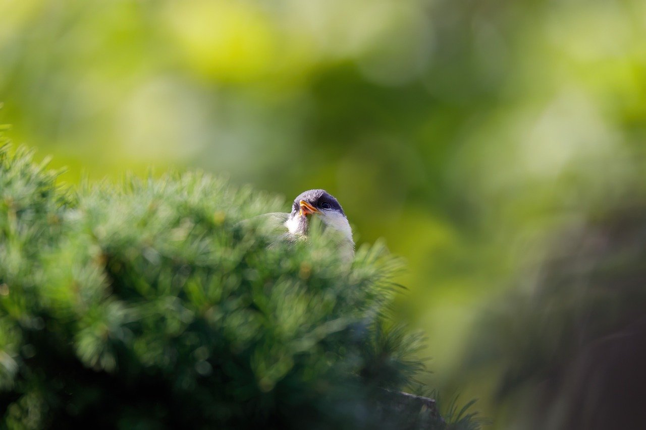 Greenフルリモート求人の効果的な探し方は？