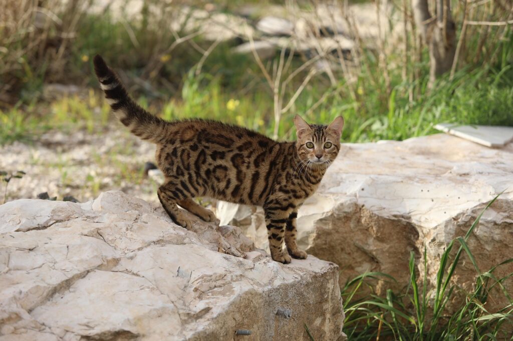 未経験からリモート転職を成功させるための失敗しない方法は？